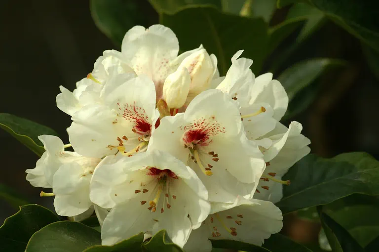 Photo of R. 'Bellini', Rhododendron Hybrid