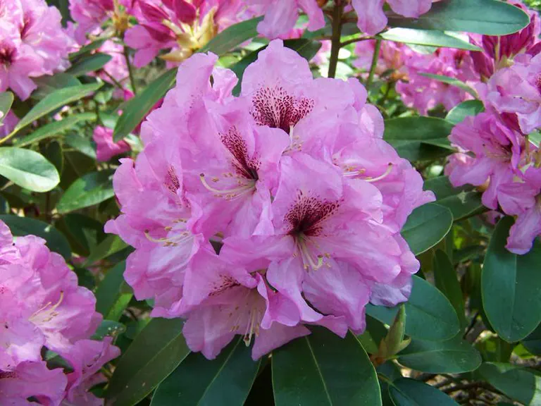 Photo of R. 'Ben Moseley', Rhododendron Hybrid