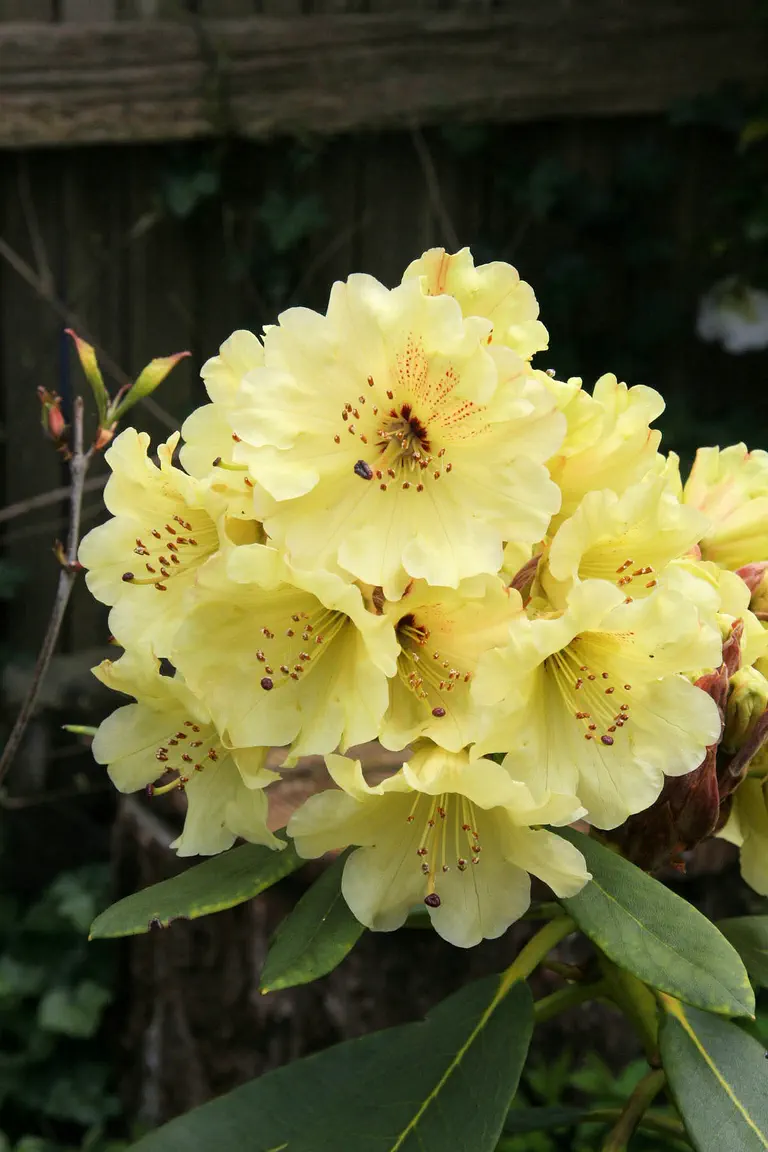 Photo of R. 'Berg's Yellow', Rhododendron Hybrid