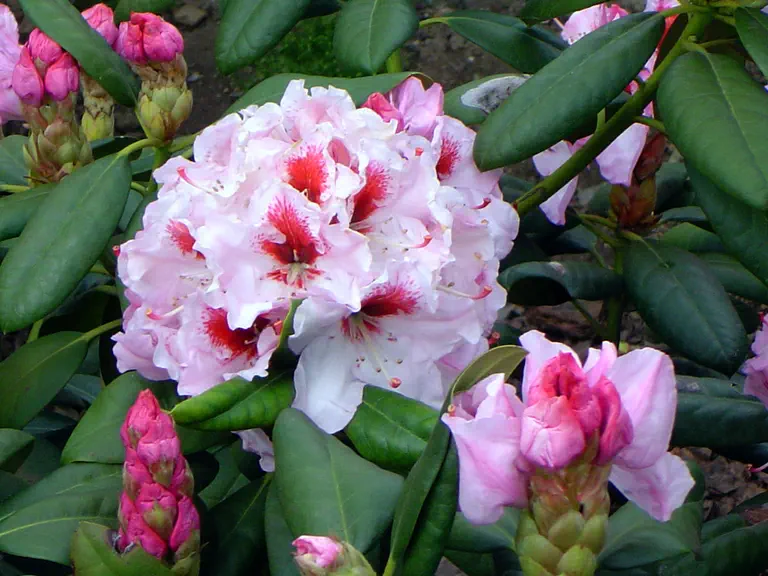 Photo of R. 'Bergensiana', Rhododendron Hybrid