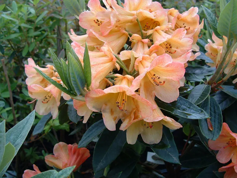Photo of R. 'Bergie Larson', Rhododendron Hybrid