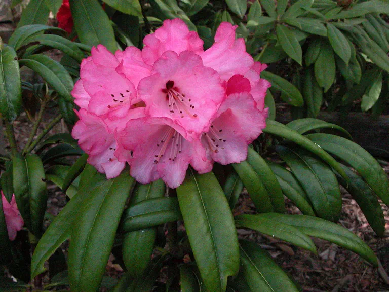 Photo of R. 'Bill Dale', Rhododendron Hybrid