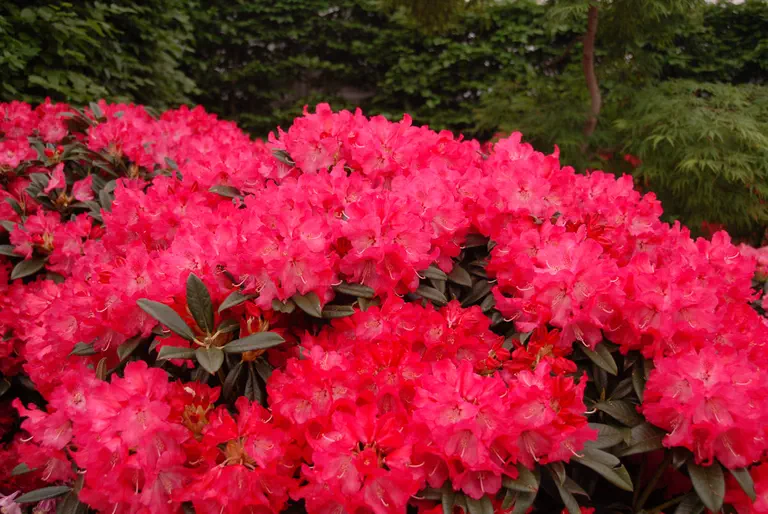 Photo of R. 'Berliner Liebe', Rhododendron Hybrid