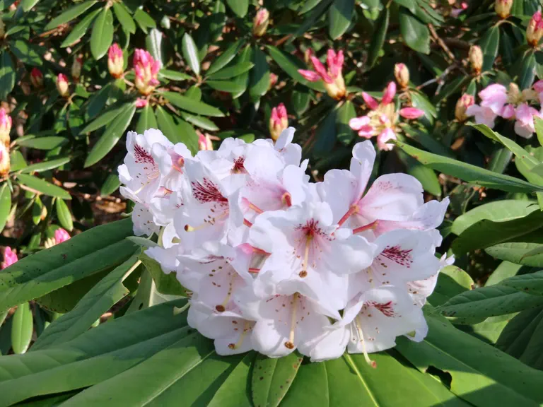 Photo of R. 'Andrew Paton', Rhododendron Hybrid
