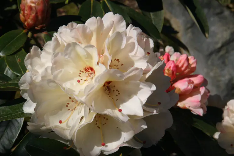 Photo of R. 'Nancy Evans x pachysantum', Rhododendron Hybrid