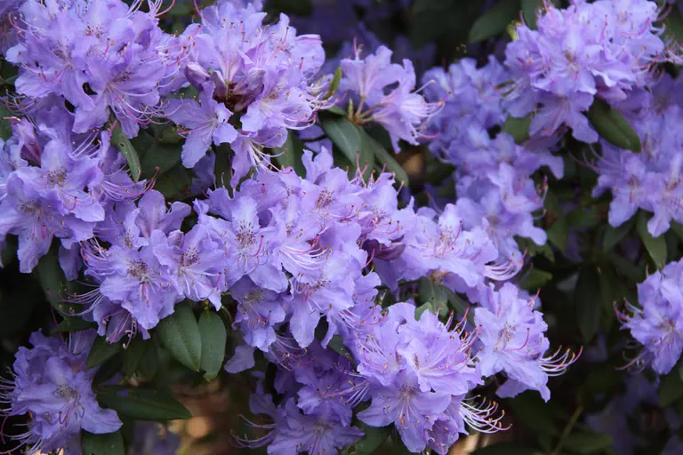 Photo of R. augustinii ssp augustinii 'Hobbie', Rhododendron Species Selection