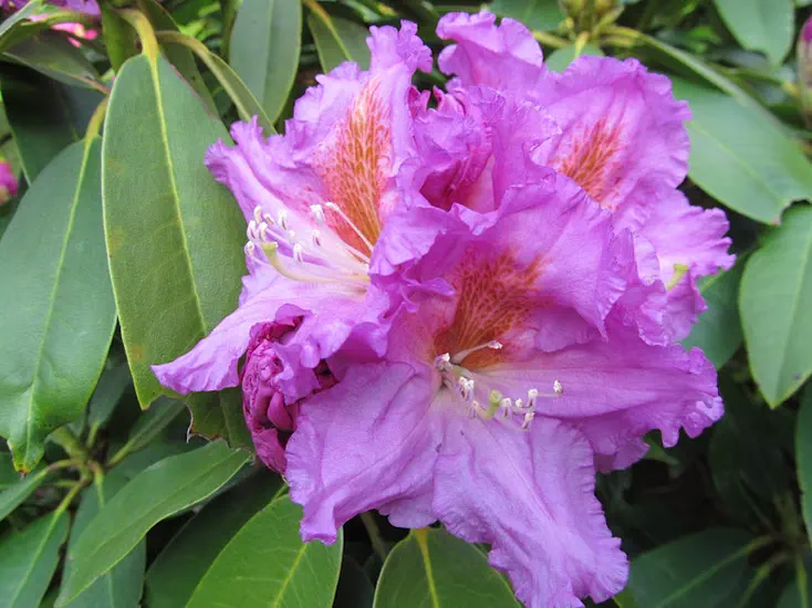 Photo of R. 'Governor's Mansion', Rhododendron Hybrid