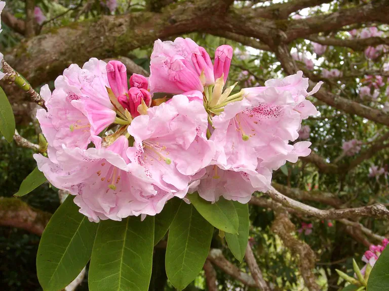 Photo of R. 'Bernard Shaw', Rhododendron Hybrid