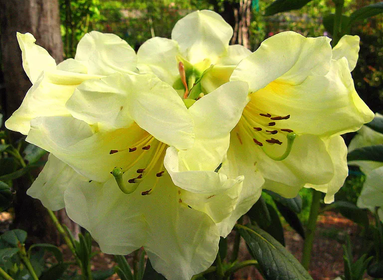 Photo of R. 'General Braxton Bragg', Rhododendron Hybrid