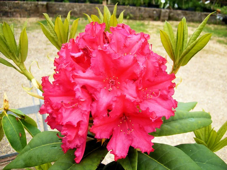Photo of R. 'General D. Eisenhower', Rhododendron Hybrid