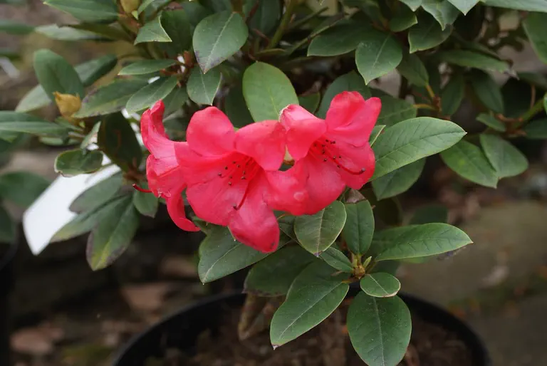 Photo of R. 'Better Half', Rhododendron Hybrid