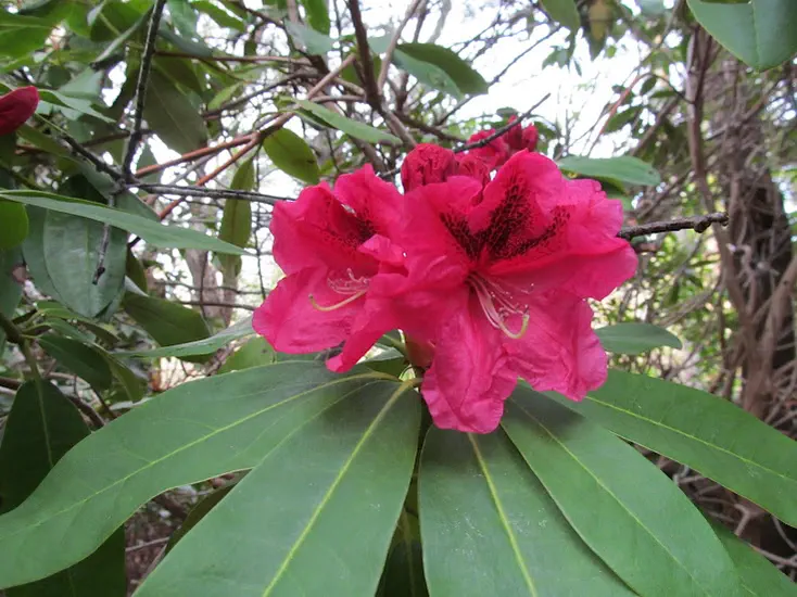Photo of R. 'Betty Arrington', Rhododendron Hybrid