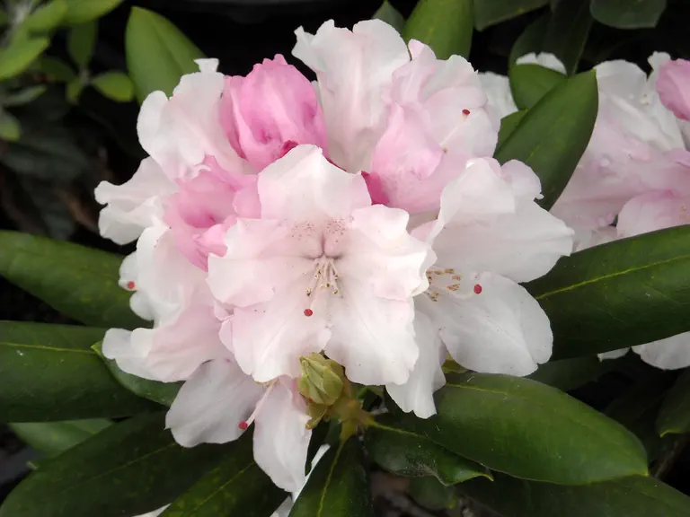 Photo of R. 'Genevieve Schmidt', Rhododendron Hybrid