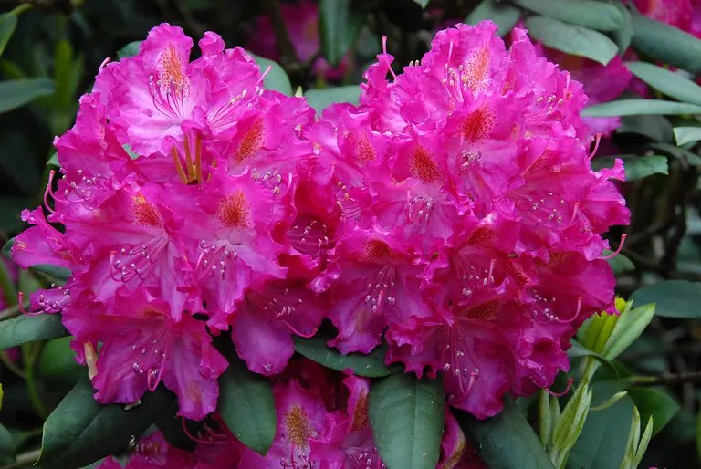 Photo of R. 'Grandios', Rhododendron Hybrid