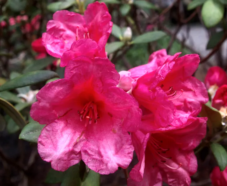 Photo of R. 'Grand Teton', Rhododendron Hybrid