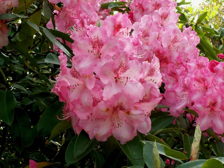 Photo of R. 'Betty Wormald', Rhododendron Hybrid