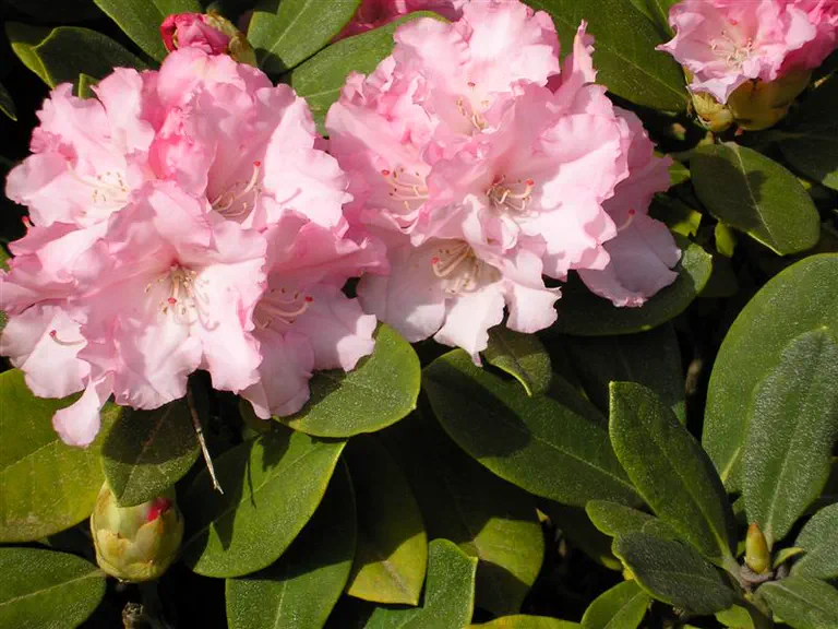 Photo of R. 'Greer's Starbright', Rhododendron Hybrid