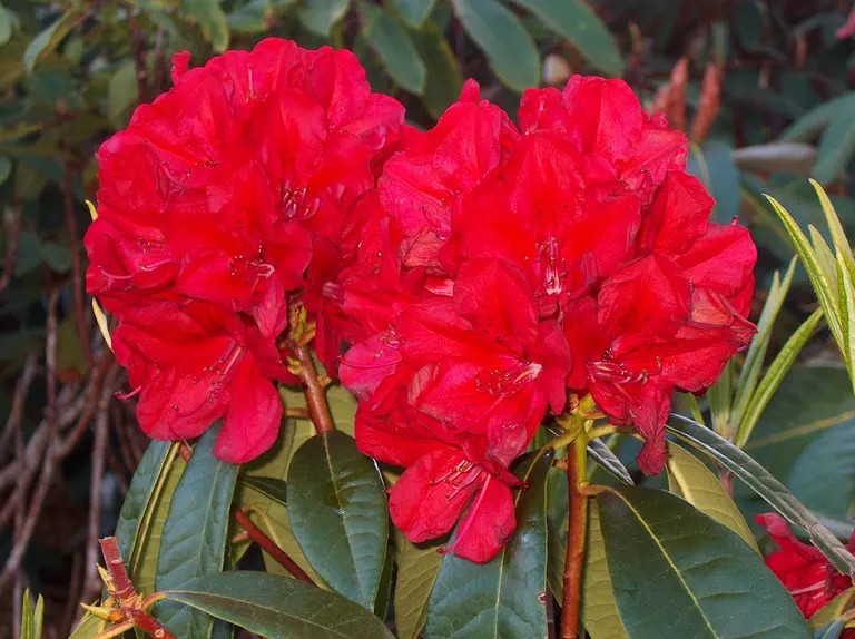 Photo of R. 'Bibiani', Rhododendron Hybrid