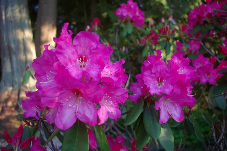 Photo of R. 'Gretchen', Rhododendron Hybrid