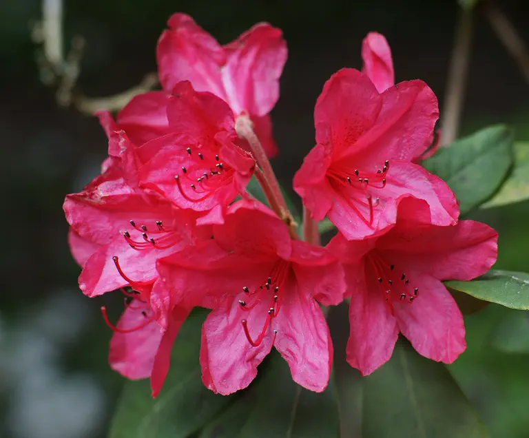 Photo of R. 'Griersims Group', Rhododendron Cultivar group