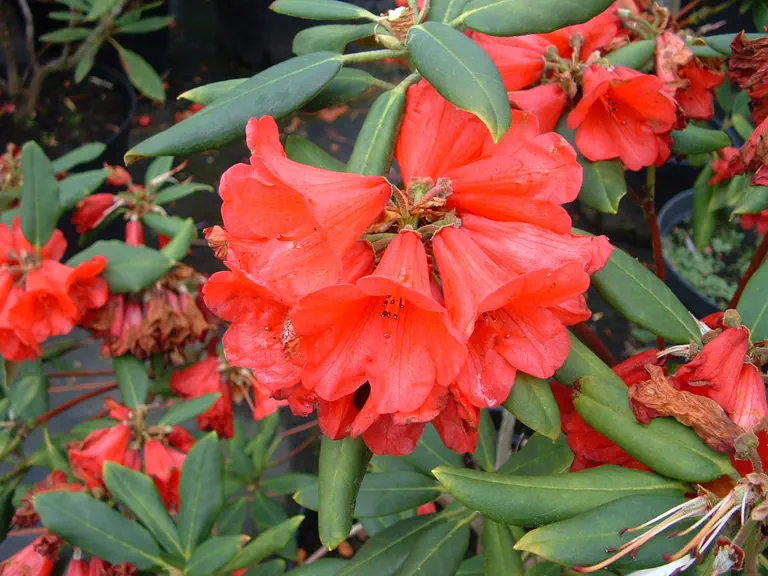 Photo of R. 'Billy Budd', Rhododendron Hybrid