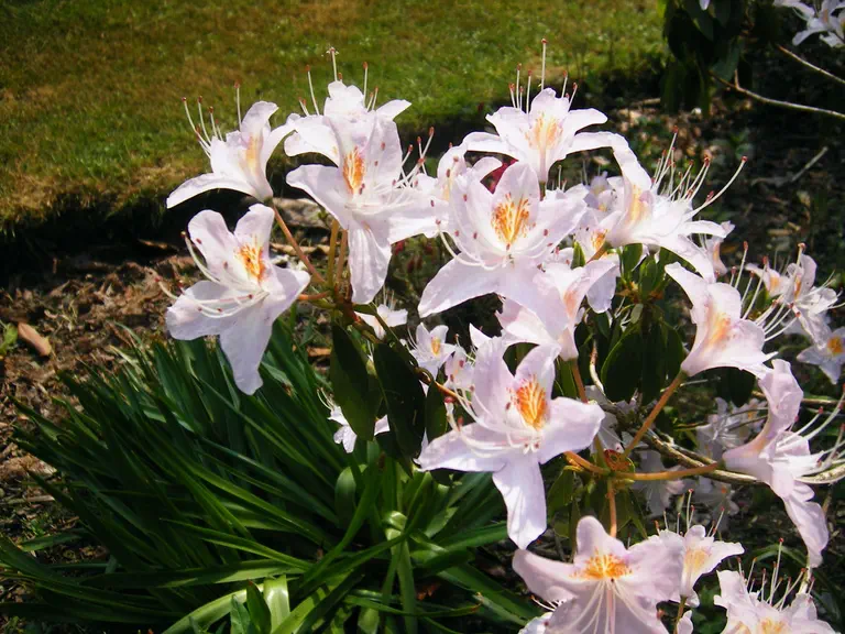 Photo of R. yunnanense 'Openwood', Rhododendron Species Selection