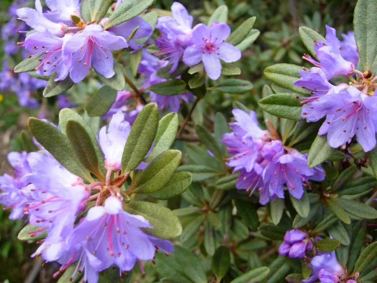 Photo of R. 'Fimbriatum Group', Rhododendron Hybrid