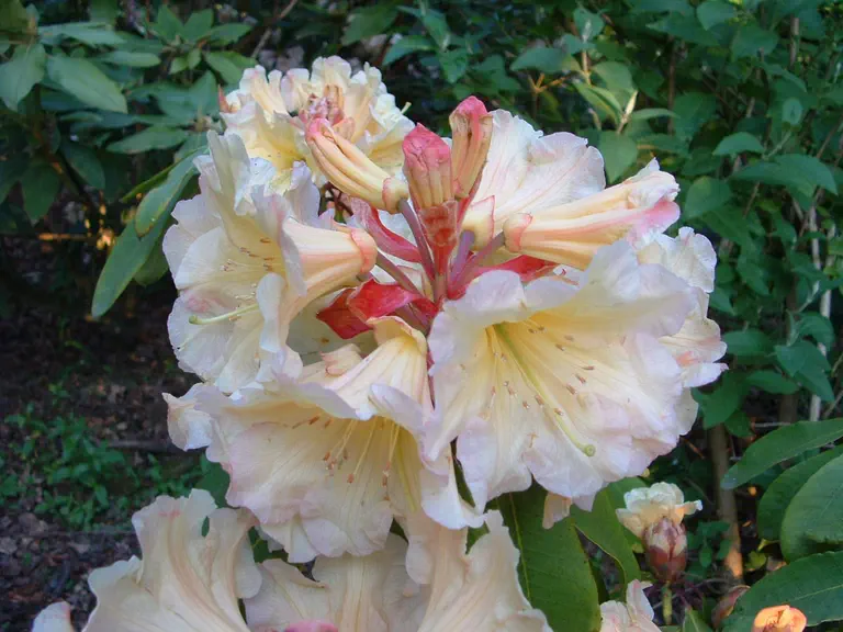 Photo of R. 'Biscuit Box', Rhododendron Hybrid