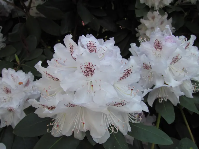 Photo of R. 'Bismarck', Rhododendron Hybrid