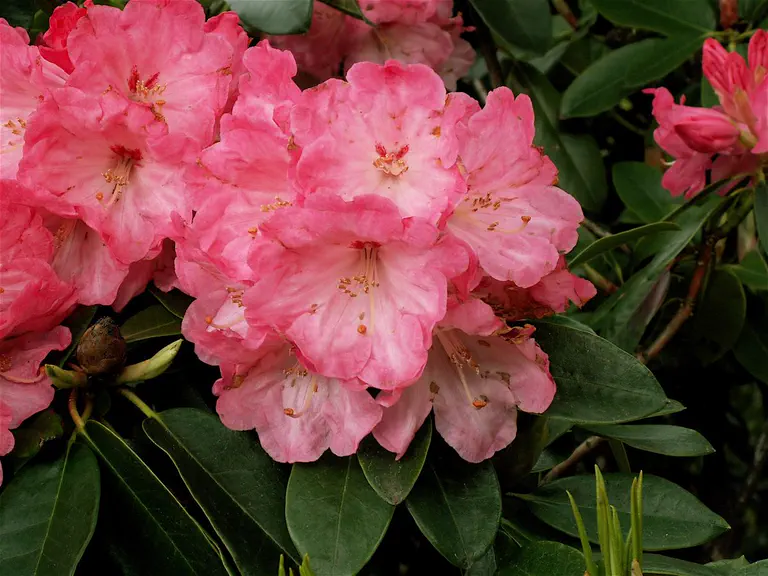 Photo of R. 'Adana', Rhododendron Hybrid