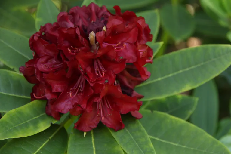 Photo of R. 'Black Magic', Rhododendron Hybrid