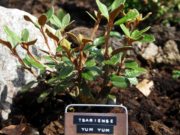 Photo of R. tsariense 'Yum Yum', Rhododendron Species Selection