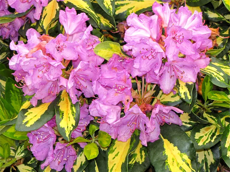 Photo of R. 'Blattgold', Rhododendron Hybrid