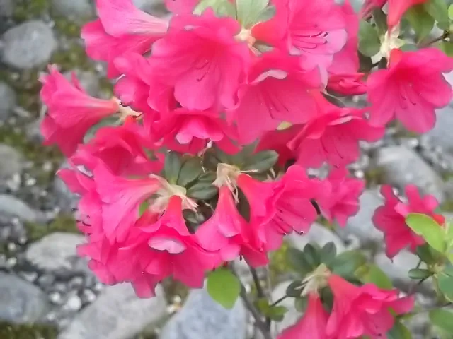 Photo of R. 'Agadir', Rhododendron Hybrid