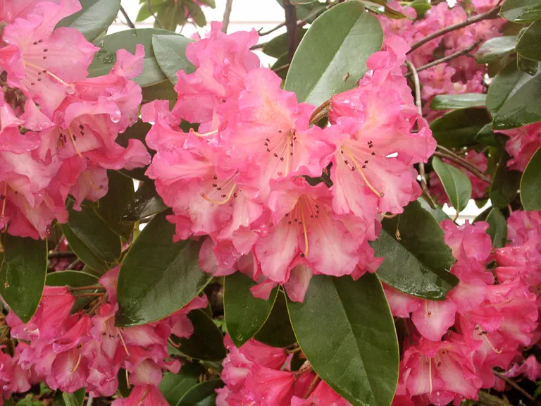 Photo of R. 'Accomplishment', Rhododendron Hybrid