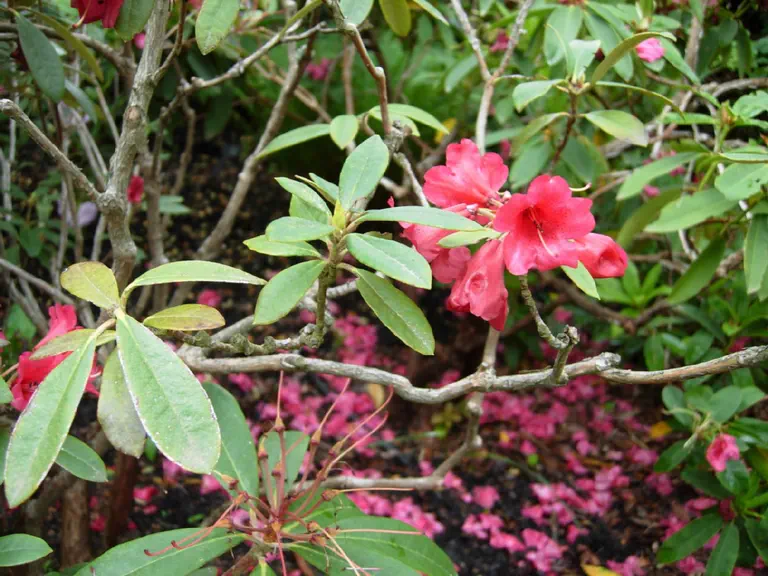 Photo of R. 'Blitz', Rhododendron Hybrid
