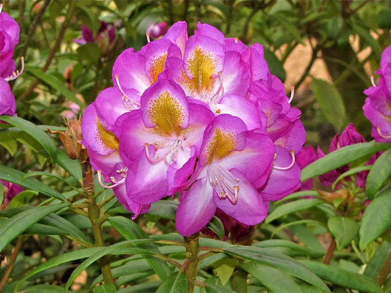 Photo of R. 'Bluebell', Rhododendron Hybrid