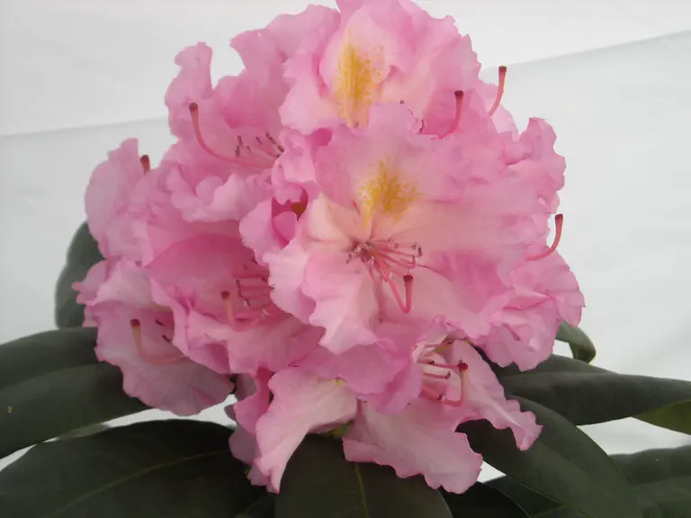 Photo of R. 'Ring's Monarch', Rhododendron Hybrid