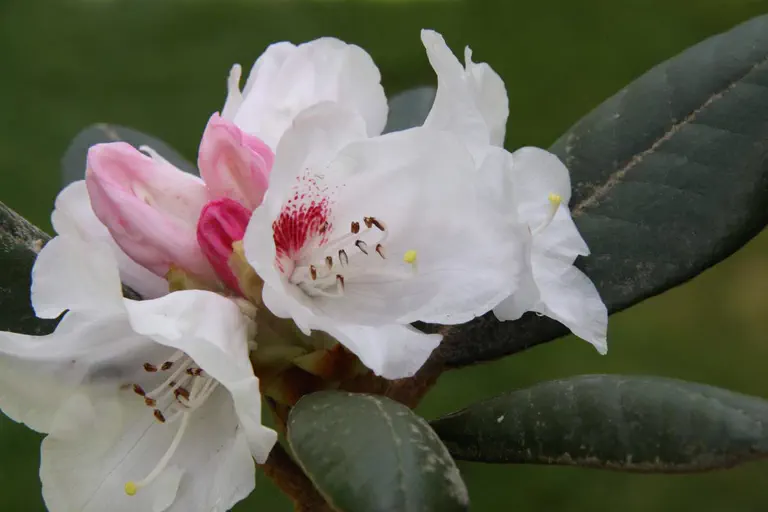Photo of R. 'yakushimanum x bureavii', Rhododendron Hybrid