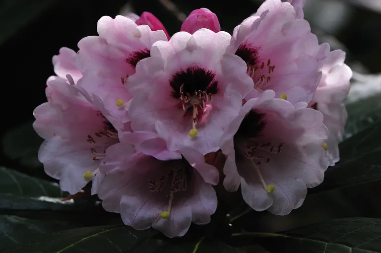 Photo of R. 'Sarita Loder x calophytum X macabeanum x basilicum', Rhododendron Hybrid