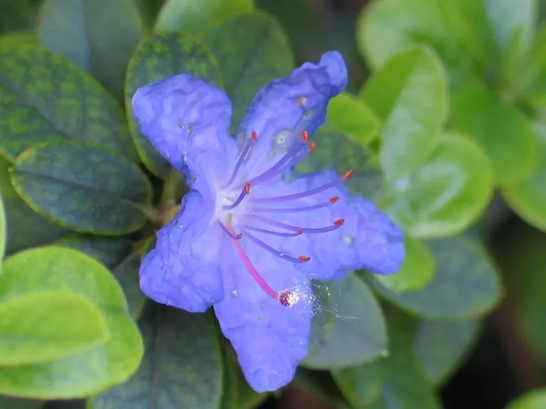 Photo of R. 'Blue Diamond', Rhododendron Hybrid
