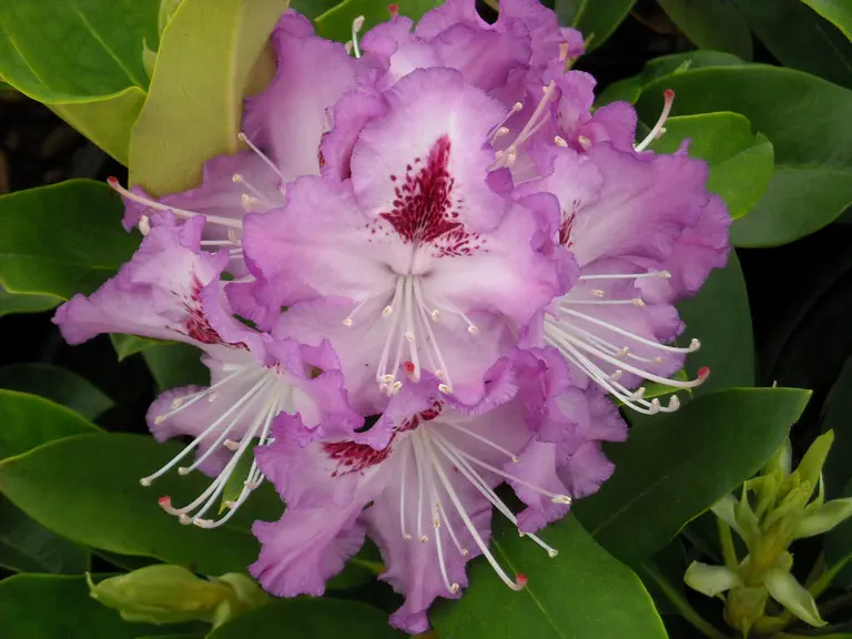 Photo of R. 'Blue Ensign', Rhododendron Hybrid