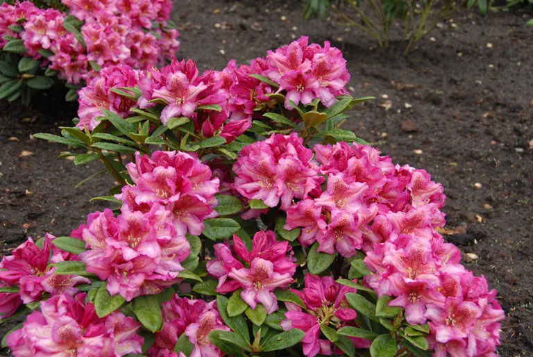 Photo of R. 'Anna Robenek', Rhododendron Hybrid
