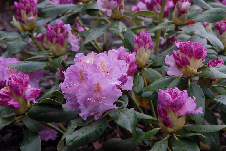 Photo of R. 'Anton', Rhododendron Hybrid