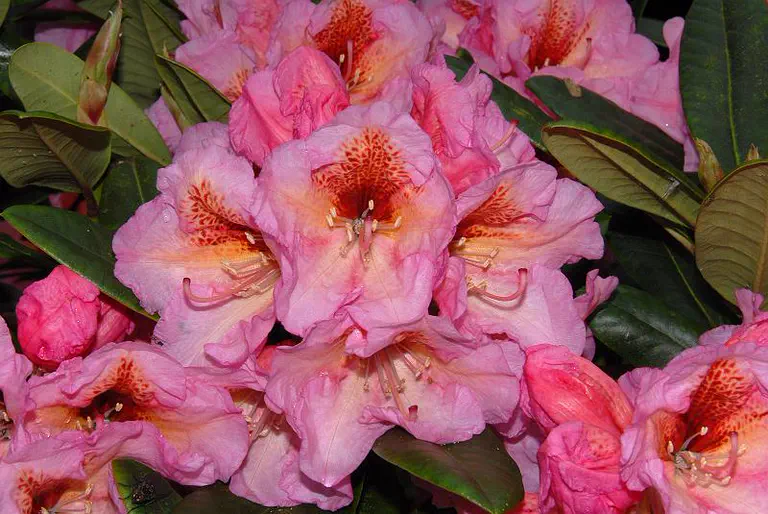 Photo of R. 'Ariadne', Rhododendron Hybrid