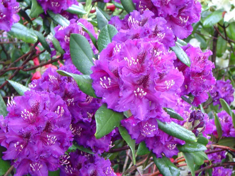 Photo of R. 'Bohumil Kavka', Rhododendron Hybrid