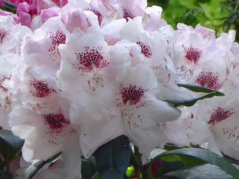 Photo of R. 'Baroness Schröder', Rhododendron Hybrid