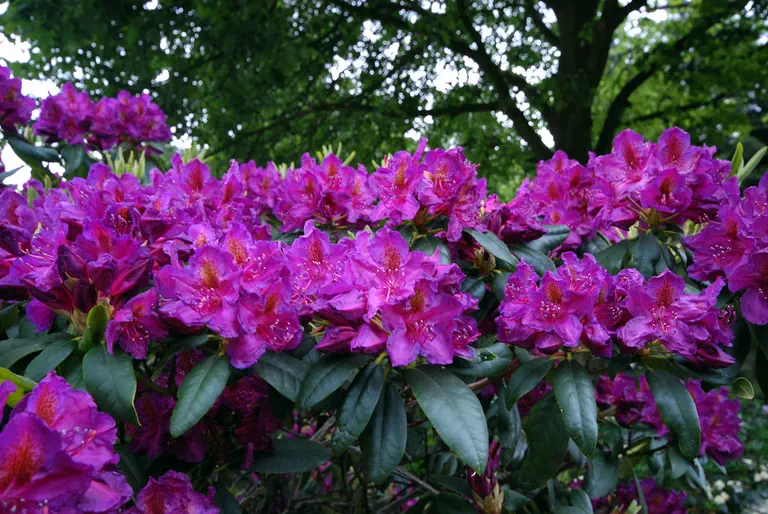 Photo of R. 'Sir Thomas Sebright', Rhododendron Hybrid