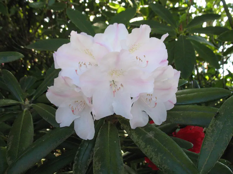 Photo of R. degronianum ssp yakushimanum 'Phetteplace', Rhododendron Species Selection