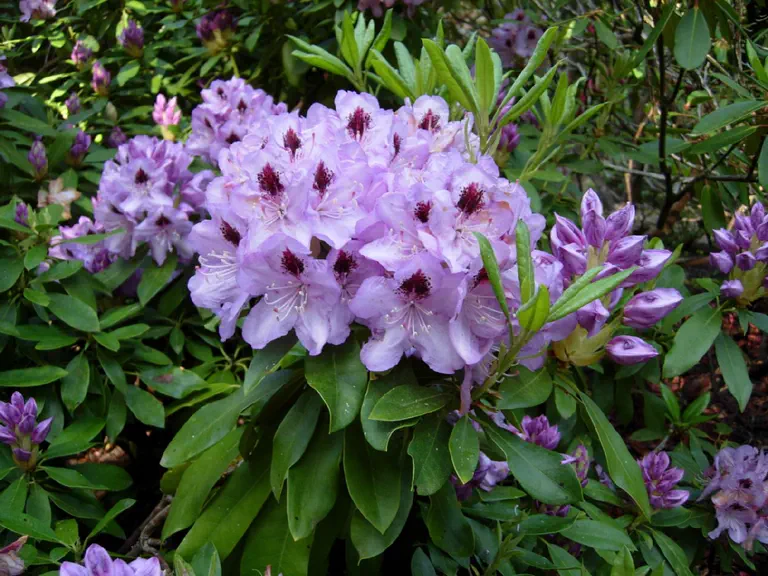 Photo of R. 'Blue Jay', Rhododendron Hybrid